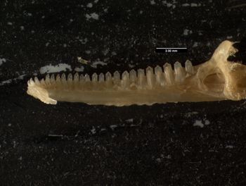 Media type: image;   Herpetology R-132057